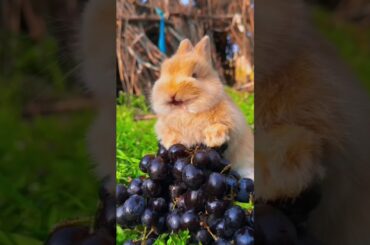 #bunny #funny #cute #rabbit #rabbite #animals #cutepet #cuterabbit #rabbito #cuteanimal