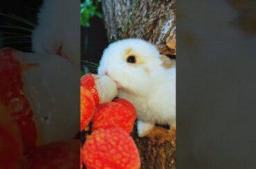 Baby rabbits eat Collins #rabbit #eating #cute #baby #shorts #animals #turtleisland