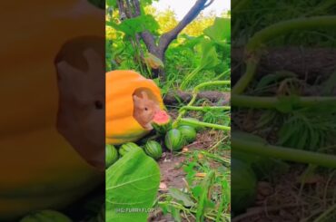 #cute #bunny #funny #rabbit #animals #rabbite #cutepet #cuteanimal #cuterabbit #rabbito