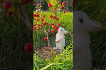 #bunny #funny #animals #cute #rabbit #rabbite #cutepet #cuterabbit #rabbito #cuteanimal