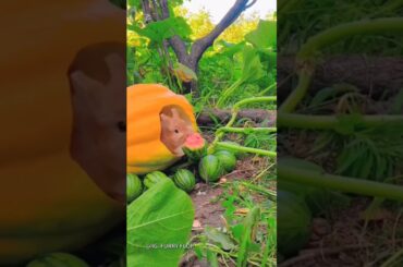 #rabbit #bunny #cute #funny #animals #rabbite #cuteanimal #cutepet #rabbito #cuterabbit