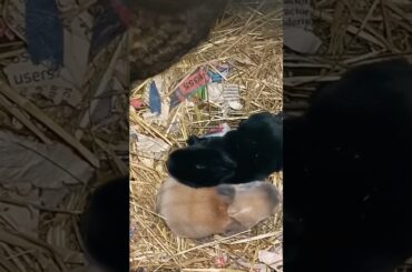 #cute #cutebaby #bunny #cutebunny #rabbit #baby #pets #pet #petlover #animals #petlovers #animal