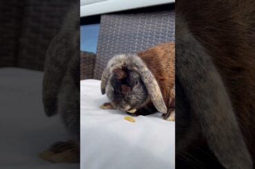 Cute bunny eating banana chips #bunnys #cute #rabbit #shorts