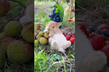 cute rabbit