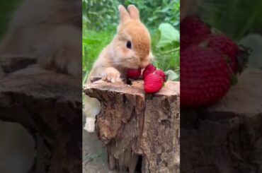 #rabbit #bunny #funny #cute #animals #rabbite #cutepet #rabbito #cuterabbit #viralvideo