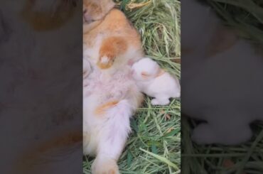Baby rabbits suckling #cute #rabbit #rabbiteating #animals #rabbitfood #rabbitdiet #shorts