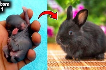 A Cute Bunny Growth | Baby Rabbit 1 To 19 Days Old - Baby rabbit growing up