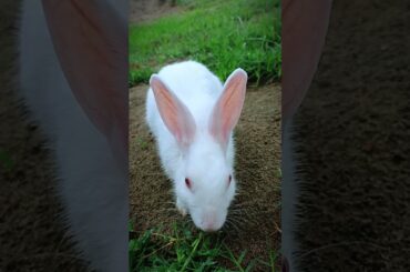 cute Bunny Shorts Video #rabbit #pet #animals #bunny #shorts #youtubeshorts #funnyanimals