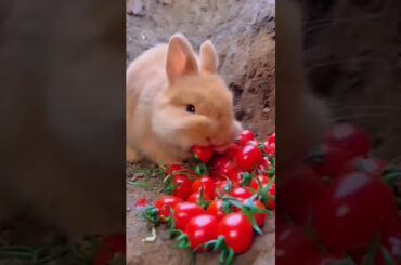 #bunny #cute #rabbit #funny #cuteanimal #cutepet #rabbito #cuterabbit #rabbite #animals