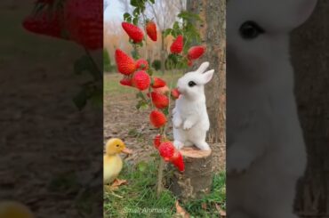 #cute #bunny #funny #rabbit #cuteanimal #rabbite #cutepet #animals #cuterabbit #rabbito