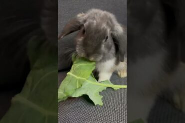 Cute bunny (Belle) eating cabbage turnip leave #rabbit #bunny #cute #animals #pets #shorts #viral