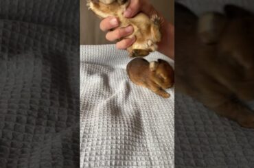 Cute Rabbit Babies #shorts #asmr #cute #baby #rabbit #bunny