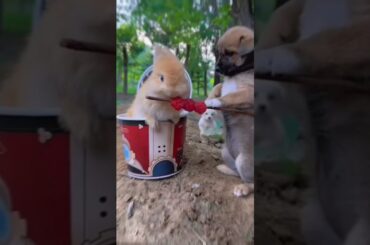 #cute #bunny #rabbit #rabbite #animals #funny #rabbito #cutepet #cuteanimal #cuterabbit