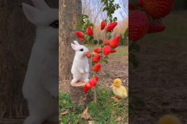 Cute Rabbit Eating Sound