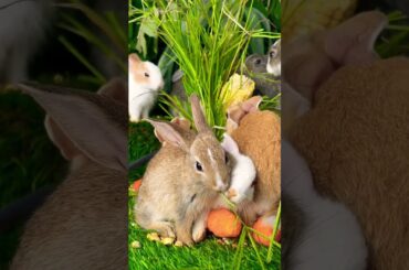 Cute rabbit//cute bunny #scenery #nature #flowers #beautiful #natural #rabbit