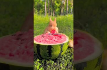 #cute #bunny #rabbit #rabbite #animals #funny #cuteanimal #cutepet #cuterabbit #rabbito