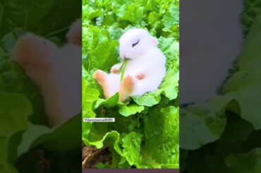 #rabbit #cute #animals #bunny #rabbite #funny #cutepet #cuterabbit #rabbito #cuteanimal