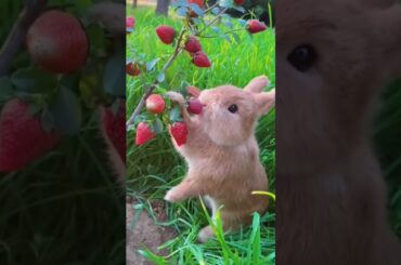 #bunny #rabbit #animals #funny #cute #cuteanimal #cuterabbit #cutepet #rabbito #rabbite