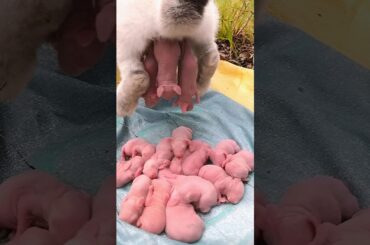 Rabbit 1 To 19 Days Old || Baby Rabbits Grow Up #cute #pets