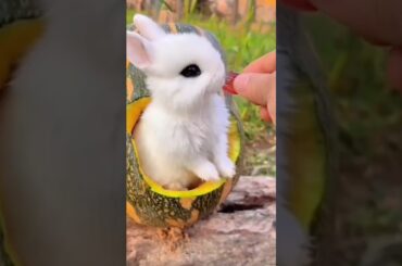 #cute #bunny #animals #rabbite #cuteanimal #funny #rabbito #cuterabbit #cutepet #rabbit