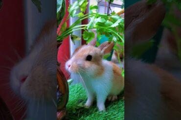 Cute Bunny #shortvideo #pet #rabbit #shorts