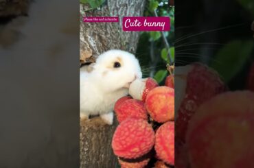 Cute bunny #shorts #viral #bunny #animals #cute #rabbit #bunny #pets #cat #cutepet #dog #cuteanimal
