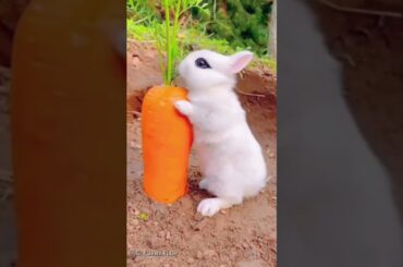 #rabbit #funny #animals #cute #rabbite #bunny #cutepet #rabbito #cuterabbit #cuteanimal