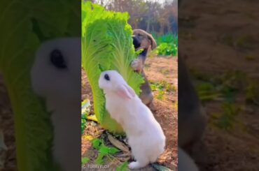 #bunny #funny #cute #rabbit #rabbite #animals #rabbito #cuteanimal #cuterabbit #cutepet