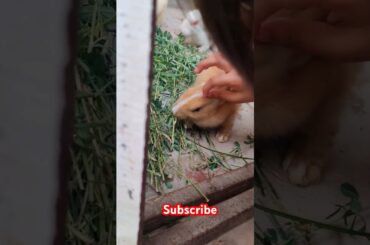 cute rabbit #viralvideo #shortvideo #animals