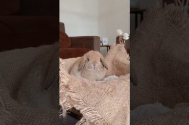 THE BIGGEST FROM THE SMALLEST #rabbit #animal #bunny #bunnylife #cute #babybunny #pet