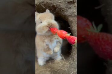 #cute #bunny #rabbit #funny #animals #rabbite #cuteanimal #cutepet #rabbito #cuterabbit