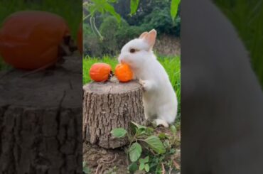 #bunny #rabbit #animals #cute #cuteanimal #rabbite #funny #rabbito #cutepet #cuterabbit
