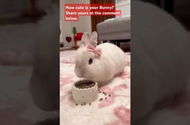 Cute Bunny