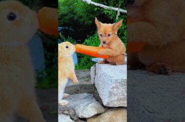 Puppies give carrots to rabbits to eat #rabbit #eating #cute #baby #shorts #animals #turtleisland