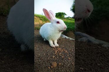 Cute Rabbit video funny #bunny #animals #rabbit #pet #animals #funnyanimal