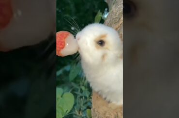 #rabbit #bunny #cute #funny #animals #rabbite #cuteanimal #cuterabbit #rabbito #cutepet