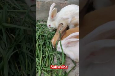 cute rabbit #shortvideo #viralvideo #animals