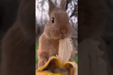 #bunny #funny #cute #rabbit #cuterebbit #cuterabit #cutepet #cuteanimal #animals #rabbite