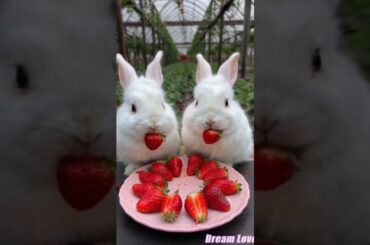 Cute Rabbit Vedio #shorts #cute #cutespets #rabbit