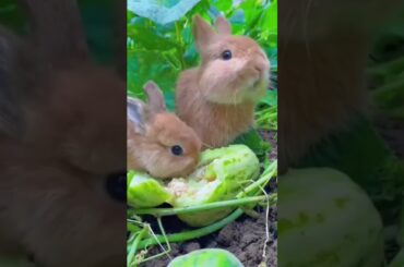 #cute #bunny #animals #funny #rabbit #cuteanimal #cuterebbit #cutepet #cuterabit #rabbite