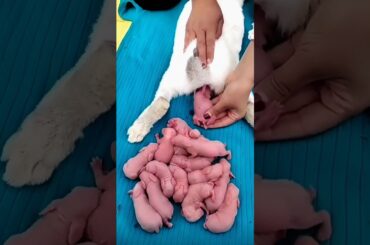 Cute Rabbit Growth - Baby Bunny 1 To 17 Days #pets #shorts