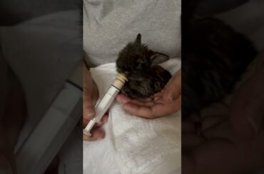 Butters Breakfast - 24 days old #baby #bunny #hand #nursing