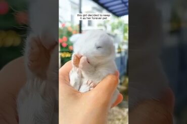 A kind-hearted girl adopted a stray bunny #shorts