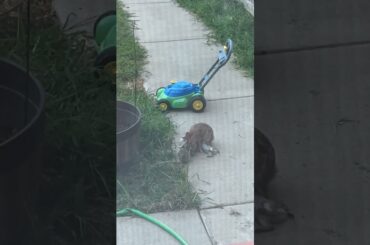 Momma Bunny Rabbit Nursing Baby Bunny Rabbits! Baby Rabbits Nursing! Cute Rabbit Video!