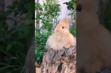 cute rabbit #shorts