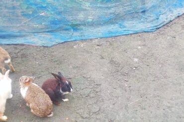 My cute bunnies and cute baby rabbits