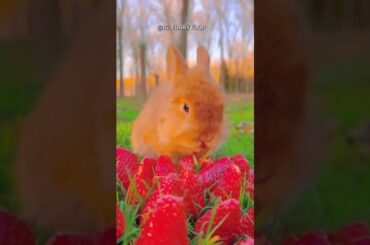 #rabbit #cute #bunny #funny #animals #cuterebbit #cutepet  #cuteanimal #cuterabit #rabbitt