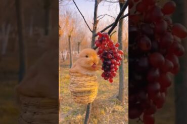 cute rabbit  #shorts