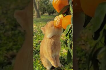 Baby rabbit eating oranges  #cute #rabbit #rabbiteating #animals #rabbitfood #shorts  #rabbitdiet