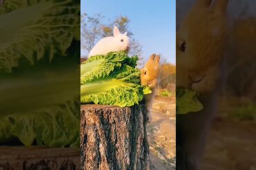 cute rabbit #shorts
